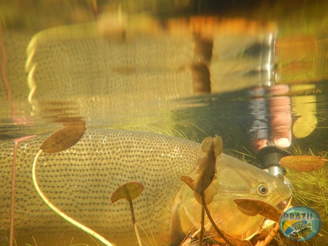 PIRA LODGE - Pantanal Argentino - Temporada 2.016